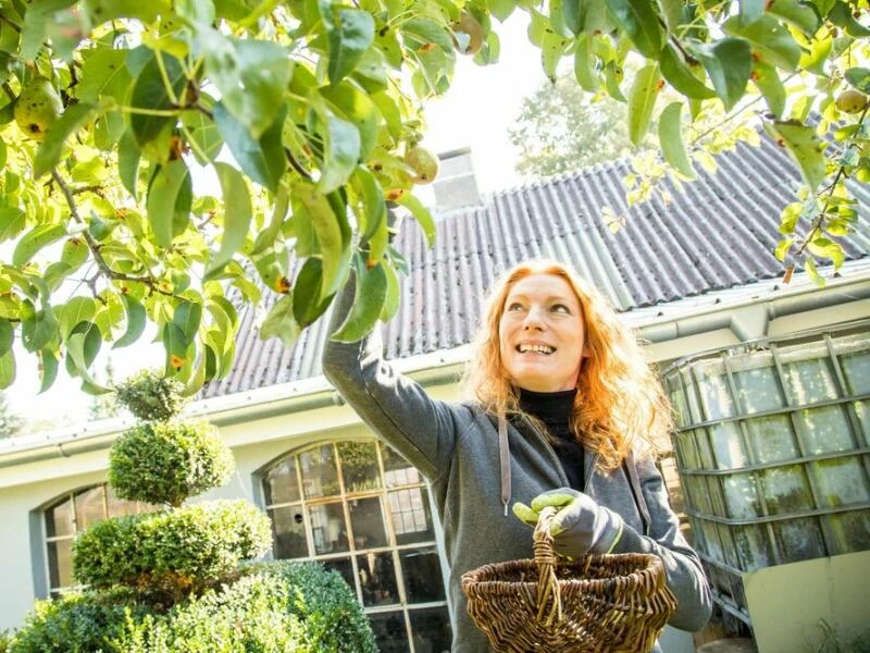 Eine Frau greift nach Birnen am Baum