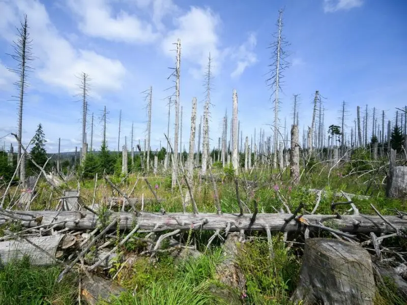 Waldsterben in Deutschland