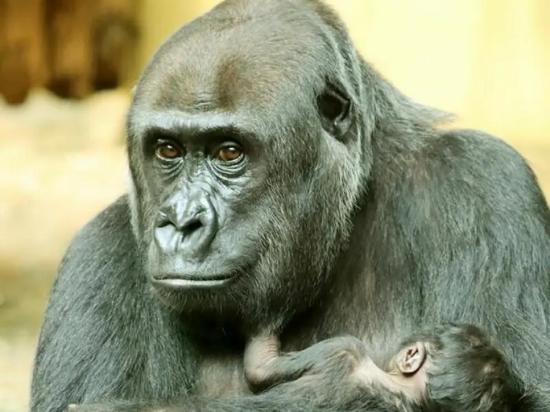 Gorillababy in Berliner Zoo geboren