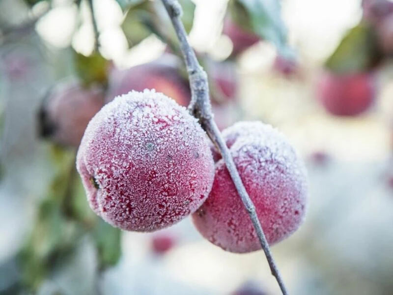 Äpfel mit Frost