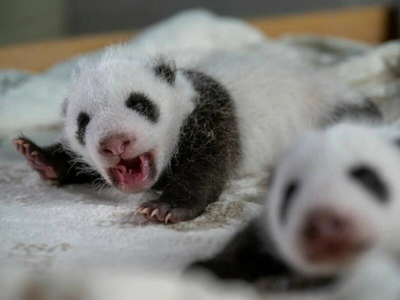 Panda-Zwillinge im Berlin Zoo