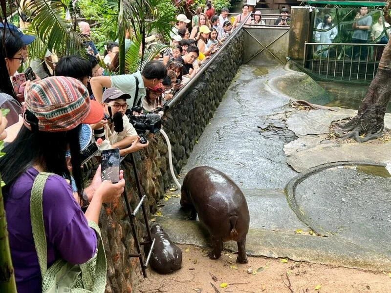 Zwergflusspferd Moo Deng in Thailand