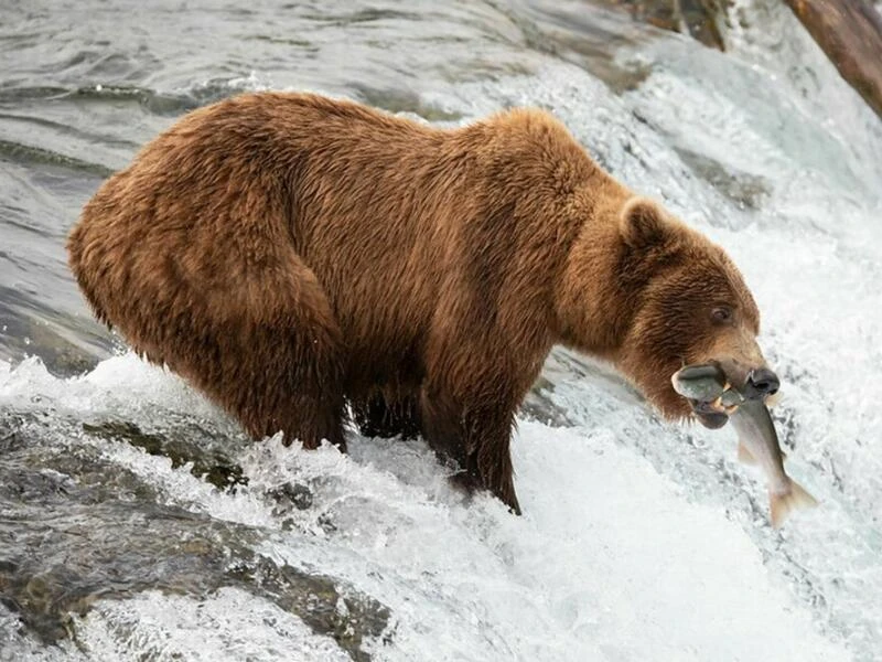 «Fat Bear»-Wahl - Braunbärin 402 gestorben