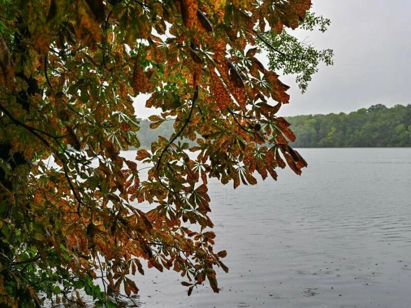 Regen zum Wochenstart