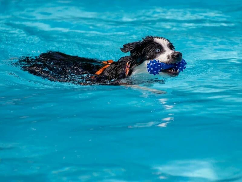 Hund im Wasser