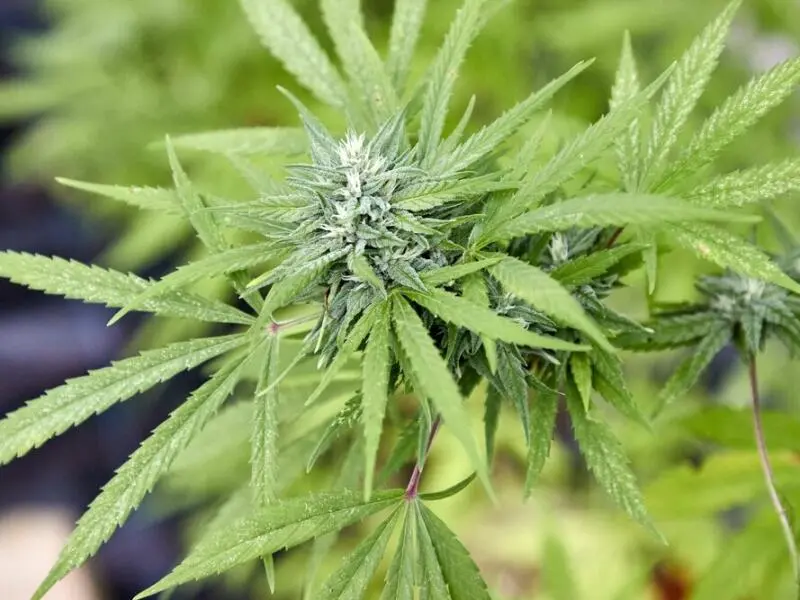 Cannabispflanze