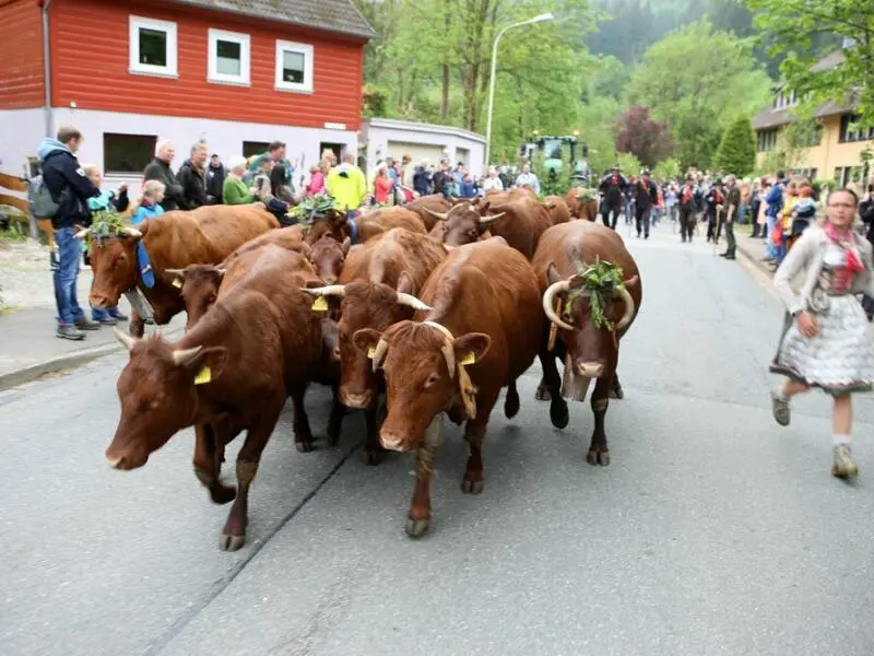 Viehaustrieb in Wildemann im Harz