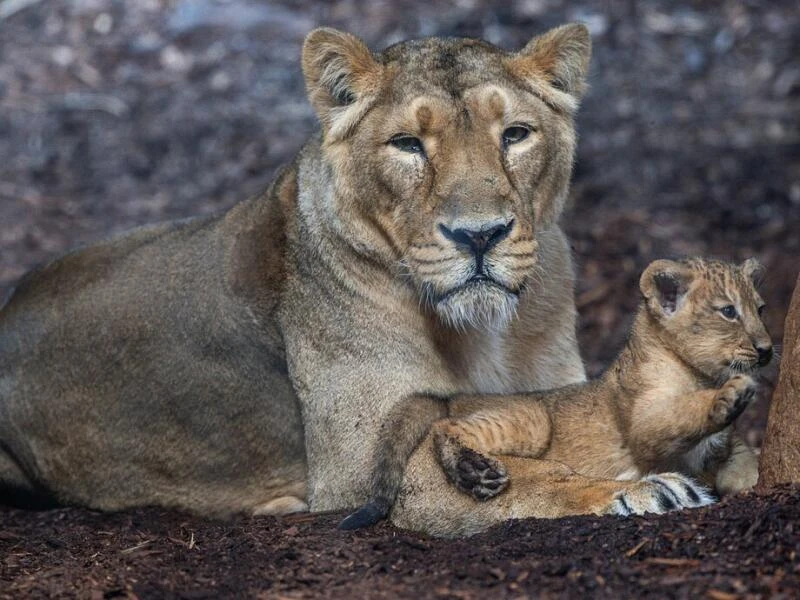 Löwenbaby im Schweriner Zoo