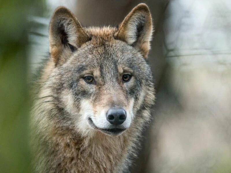 Schutzstatus von Wölfen soll gesenkt werden