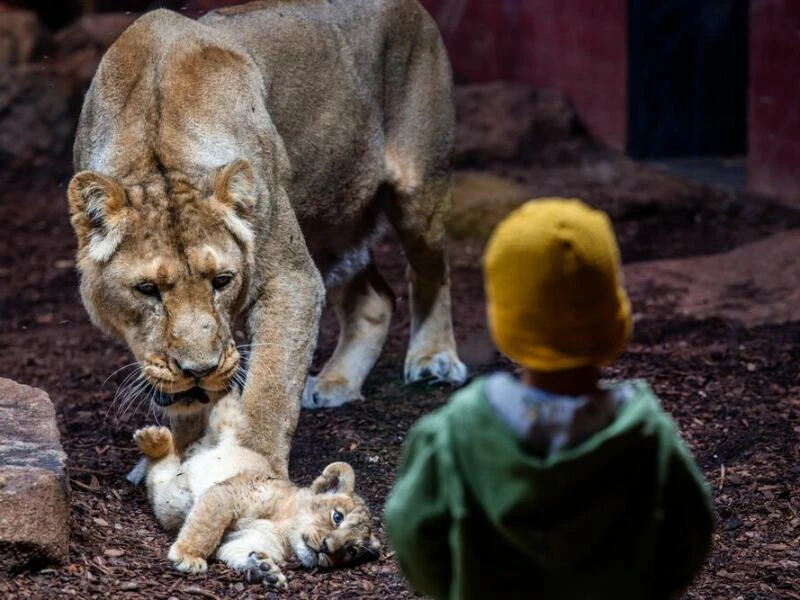 Löwenbaby im Schweriner Zoo