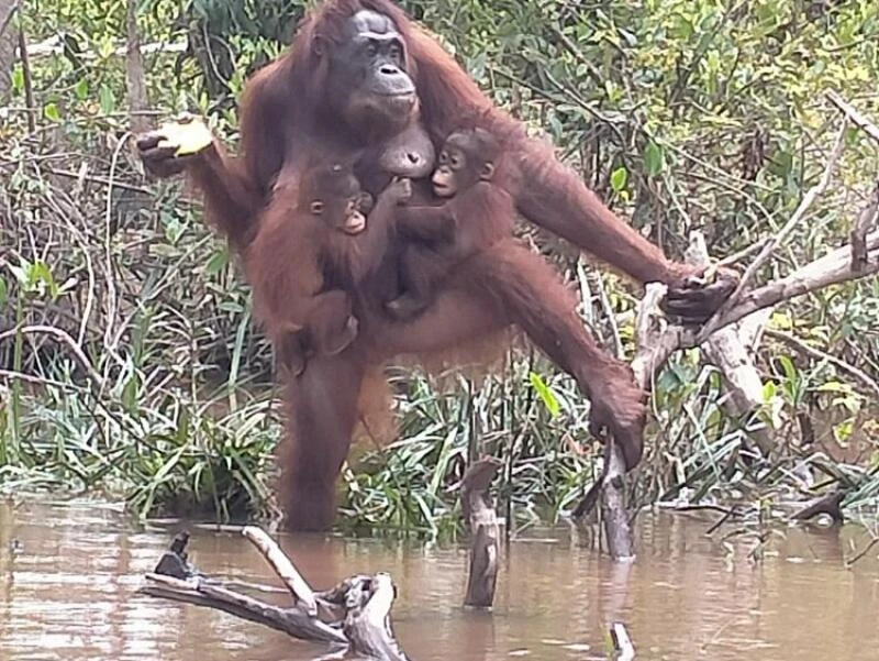 Orang-Utan-Mama Du auf Borneo