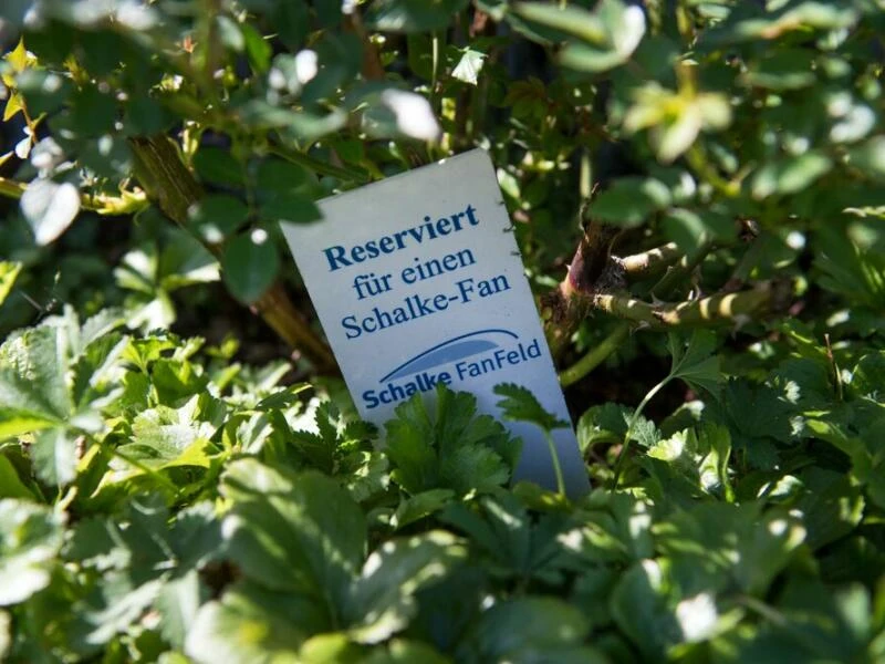 «Schalke FanFeld» auf einem Gelsenkirchener Friedhof