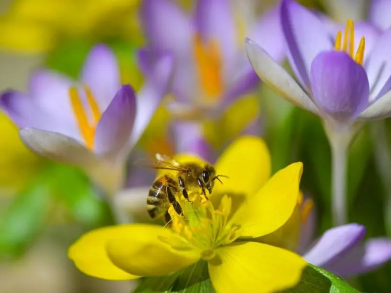 Biene auf einer Blumenblüte