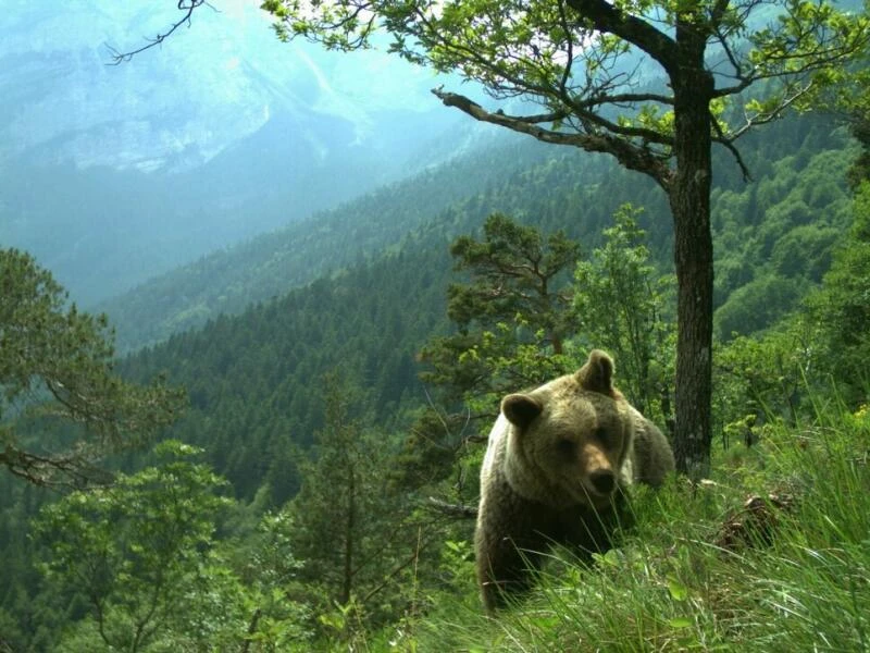 Bären im Trentino