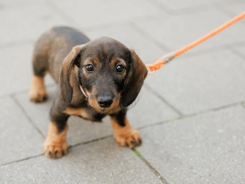 Erneut Rekordeinnahmen aus Hundesteuer