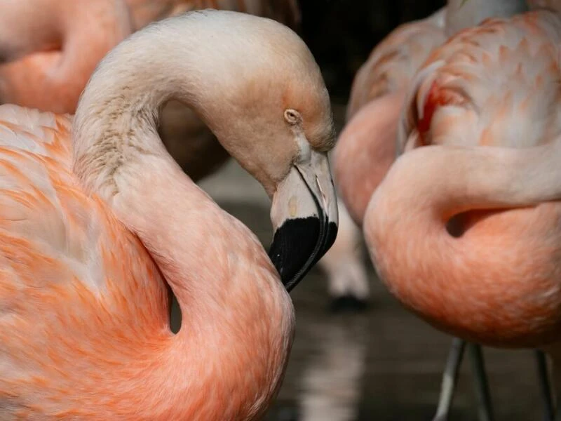 Flamingos im Zoo Frankfurt