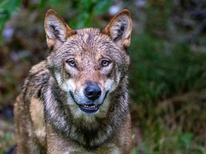 Wölfe im Nationalparkzentrum Falkenstein