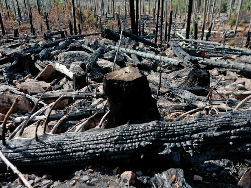 Nach Waldbrand am Königsberg