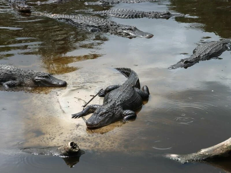 Den Pfannenstiel entlang: Roadtrip in Floridas Geschichte