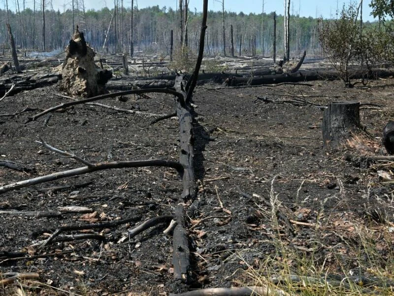 Nach Waldbrand in Jüterbog