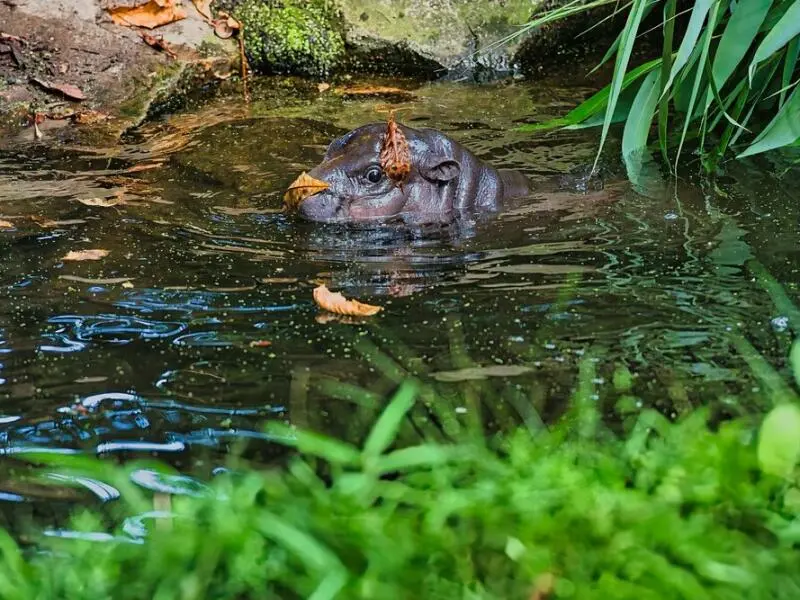 Bademeister-Job für Mini-Hippo Toni scheinbar gefragt