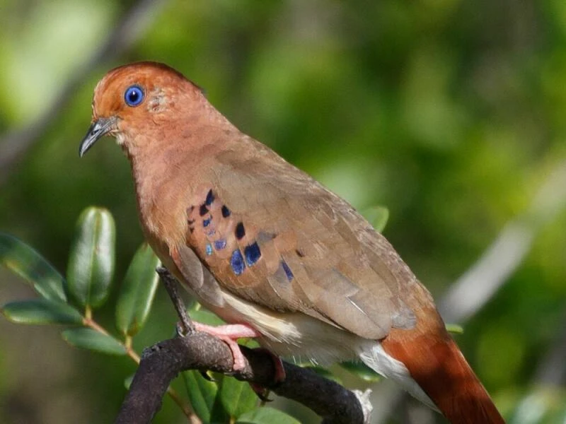 Blauaugentäubchen