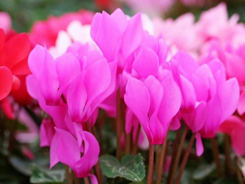 Alpenveilchen (Cyclamen)