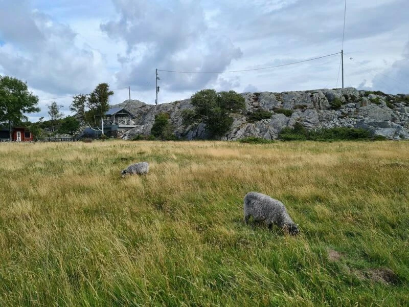 Schafe auf Galterö