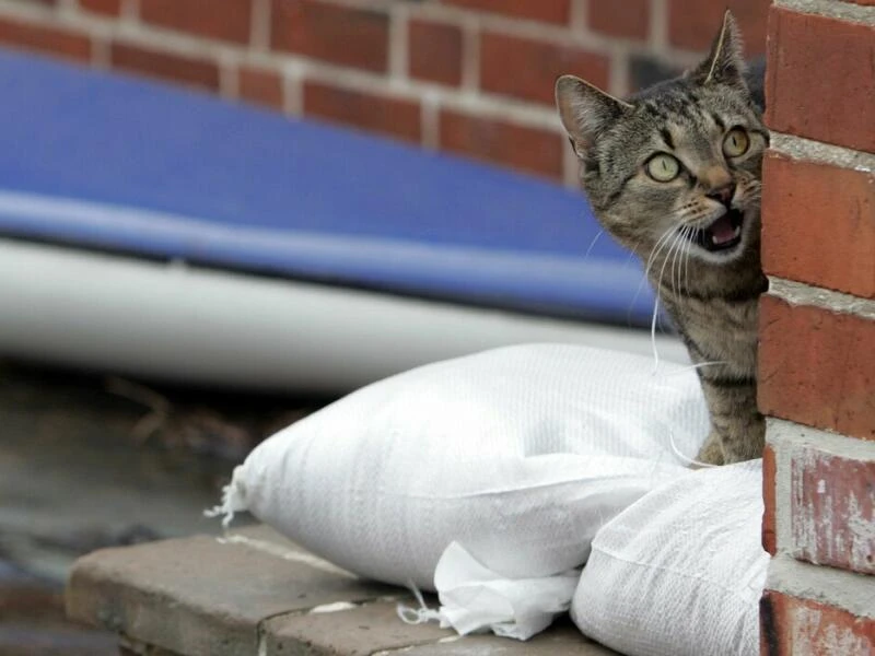 Katze sitzt während eines Hochwassers auf Sandsäcken