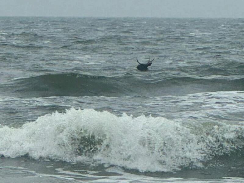 Elch steht in der Ostsee nahe Ahlbeck