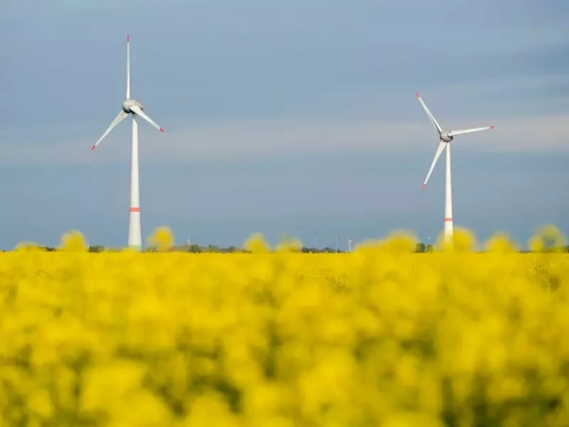 Rapsblüte in Niedersachsen