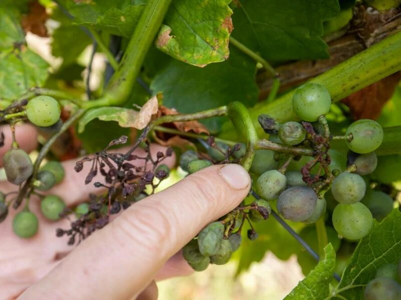 Falscher Mehltau in fränkischen Weinbergen