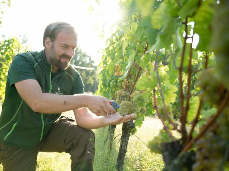 Start der Weinlese - Sachsen