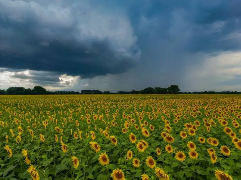 Regenschauer über Sonnenblumenfeld