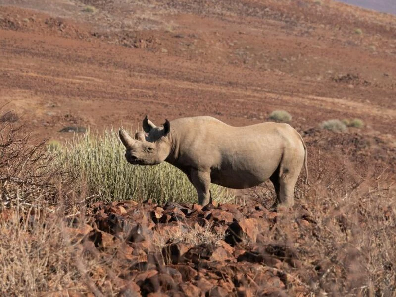 Spitzmaulnashorn in Namibia