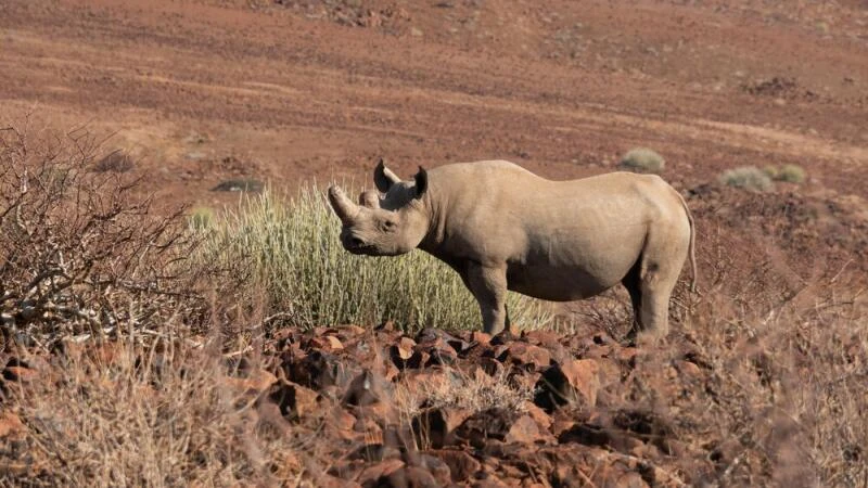 Spitzmaulnashorn in Namibia