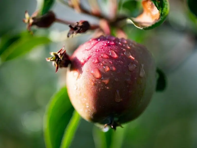 Äpfel im Alten Land bei Hamburg
