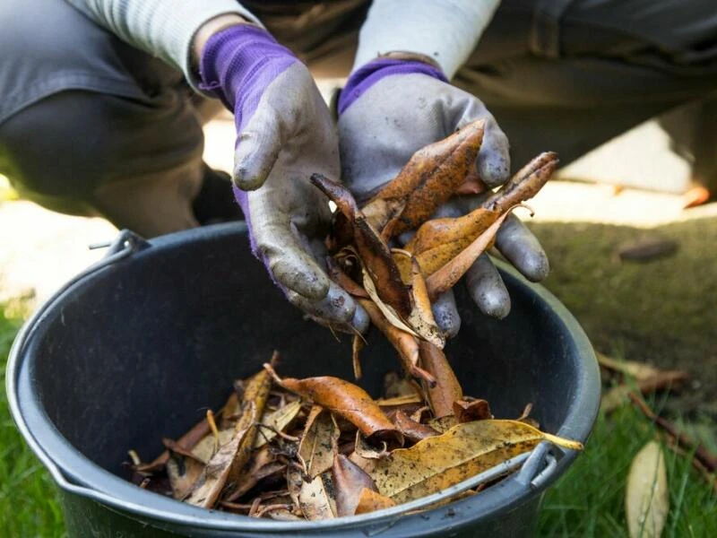 Herbstlaub den Pflanzen zurückgeben