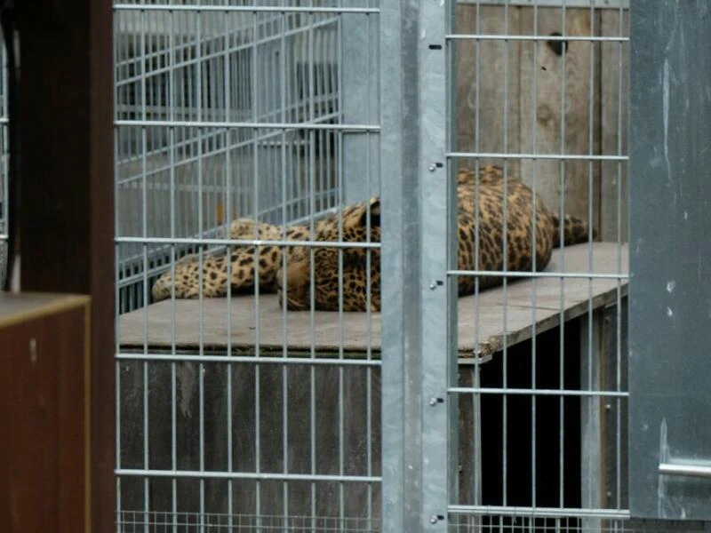 Leopard tötet Besitzer