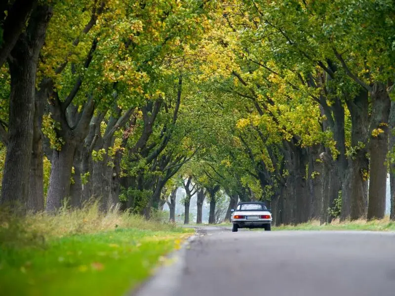 Allee des Jahres ist in Brandenburg