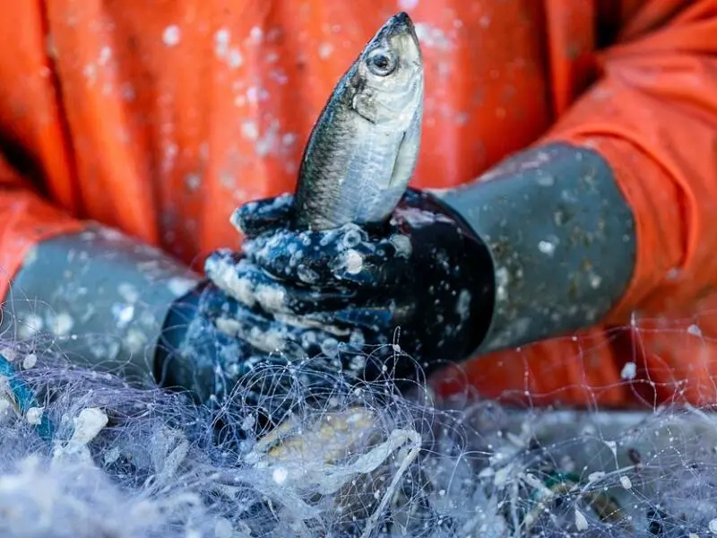 Bericht zur Zukunft der deutschen Ostseefischerei erwartet