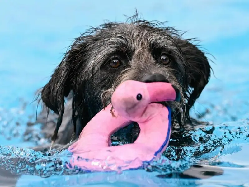 Hundeschwimmen im Freibad