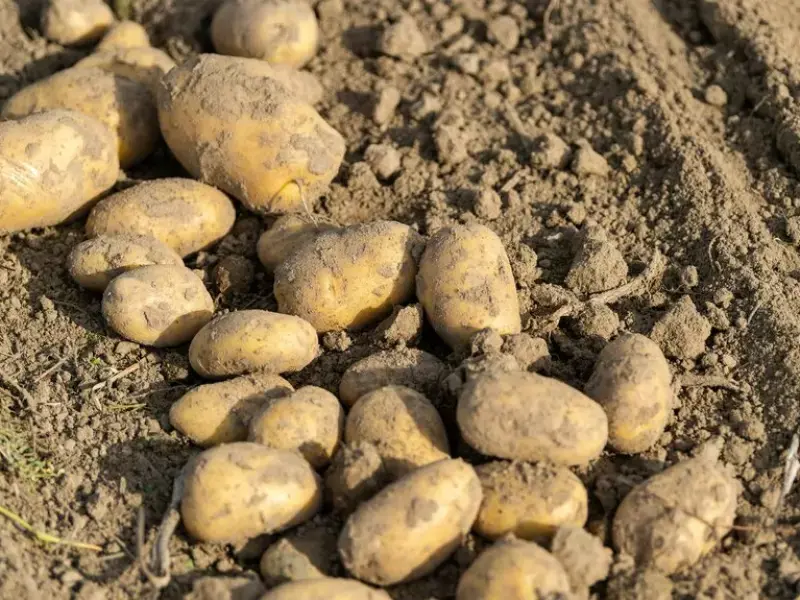 Bauern blicken mit Sorge auf Kartoffelernte 