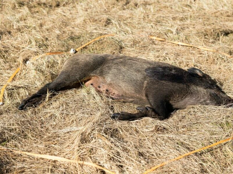 Übung zur Afrikanischen Schweinepest