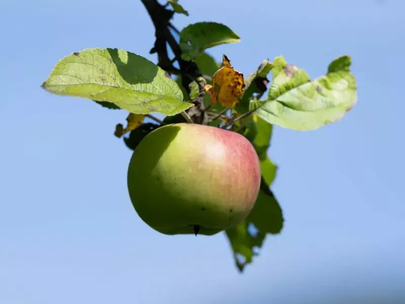 Apfelernte: nach Frost im Frühjahr geringere Ernte erwartet