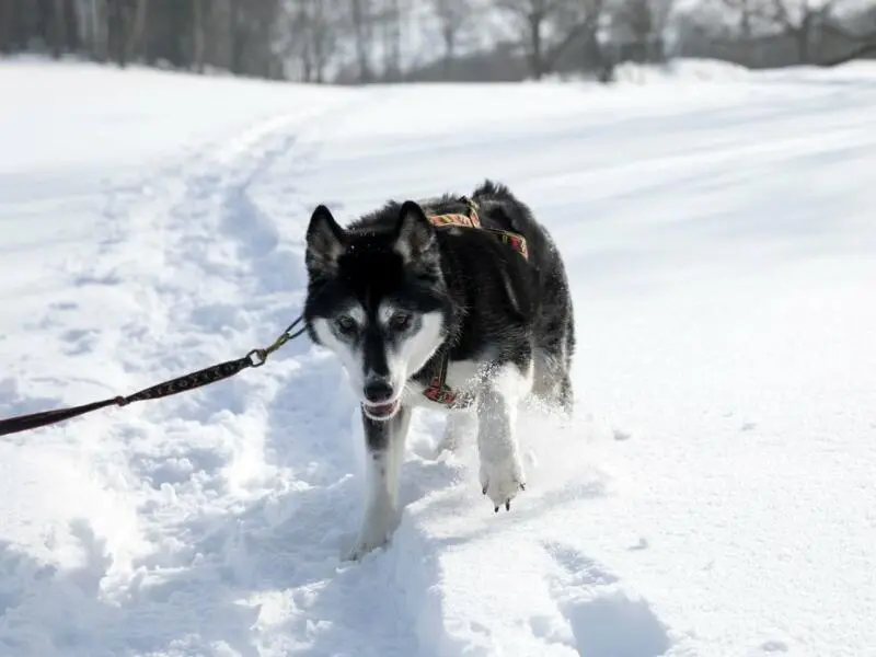 Hund läuft im Schnee