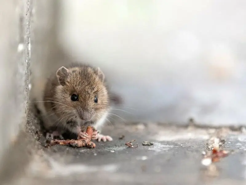 Mehr Mäuse in Hamburg gesehen - Kaum Hanta-Virus-Fälle