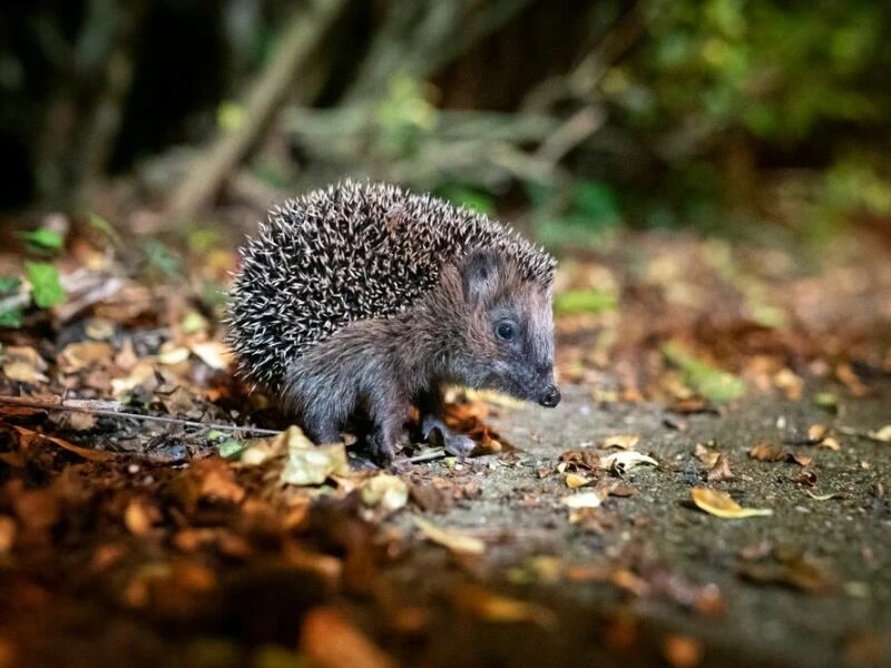 Ein Braunbrustigel (Erinaceus europaeus) zwischen Laub