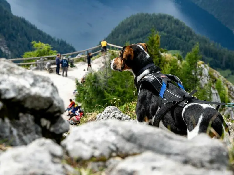 Ein Hund auf dem Gipfel des Jenner