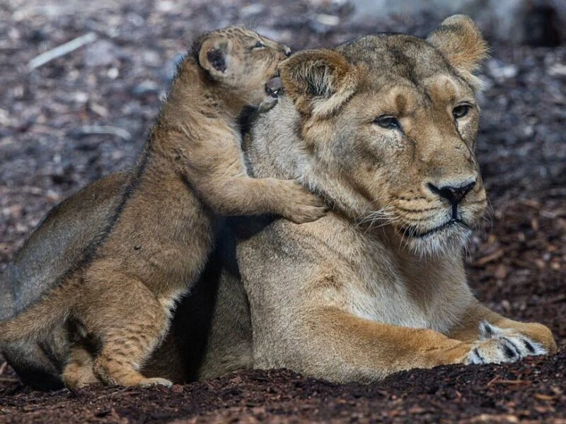 Löwenbaby im Schweriner Zoo